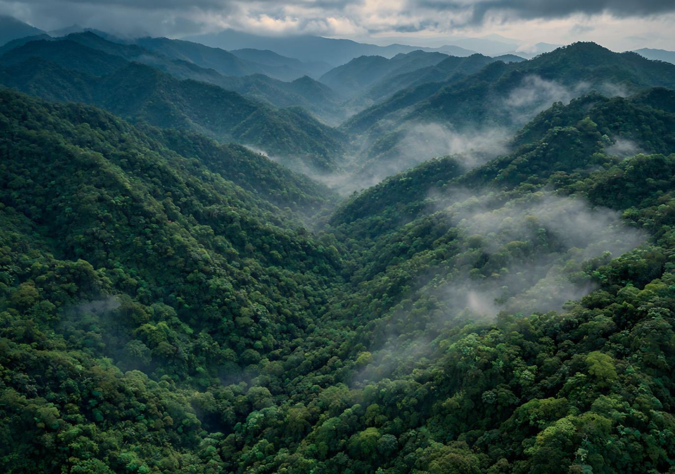 Mañana con niebla en la montaña